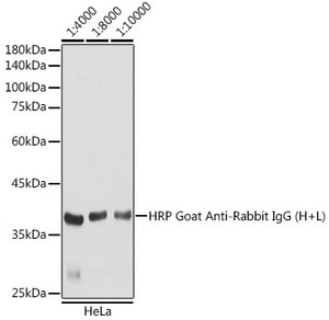 AS014-100ul/HRP Goat Anti-Rabbit IgG (H+L)