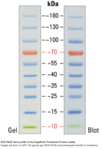 26617/250ul*10/  PageRuler™ Prestained Protein Ladder, 10 to 180 kDa(26616)蛋白MARKER(26617)
